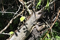 IMG_7690_LR