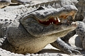 IMG_7788_LR
