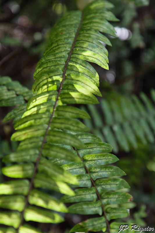 IMG_7853_LR.jpg