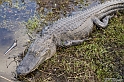 IMG_7818_LR