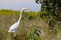 IMG_7956_LR