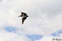 IMG_7961_LR