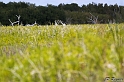 IMG_7970_LR