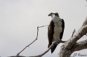 IMG_7984_LR