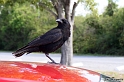 IMG_8039_LR