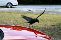 IMG_8041_LR