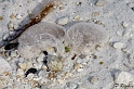 IMG_8054_LR