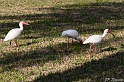 IMG_7528_LR
